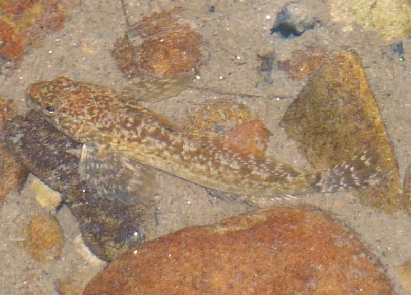 reticulate sculpin clear creek vernonia oregon columbia county