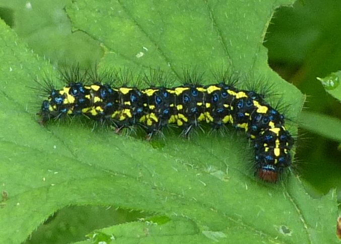 police car moth caterpillar thamnophis elegans clear creek vernonia oregon columbia county