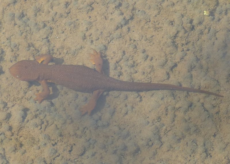 rough-skinned newt clear creek vernonia oregon columbia county