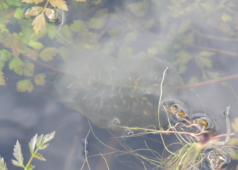 northwestern salamander egg mass clear creek vernonia oregon columbia county