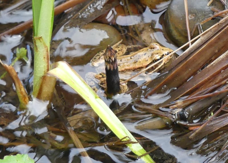 northern red-legged frog clear creek vernonia oregon columbia county