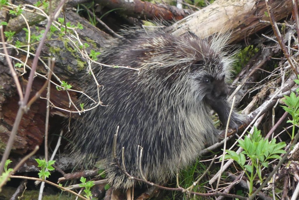 porcupine clear creek vernonia oregon columbia county