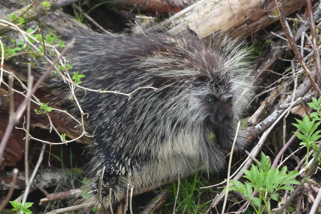 porcupine clear creek vernonia oregon columbia county