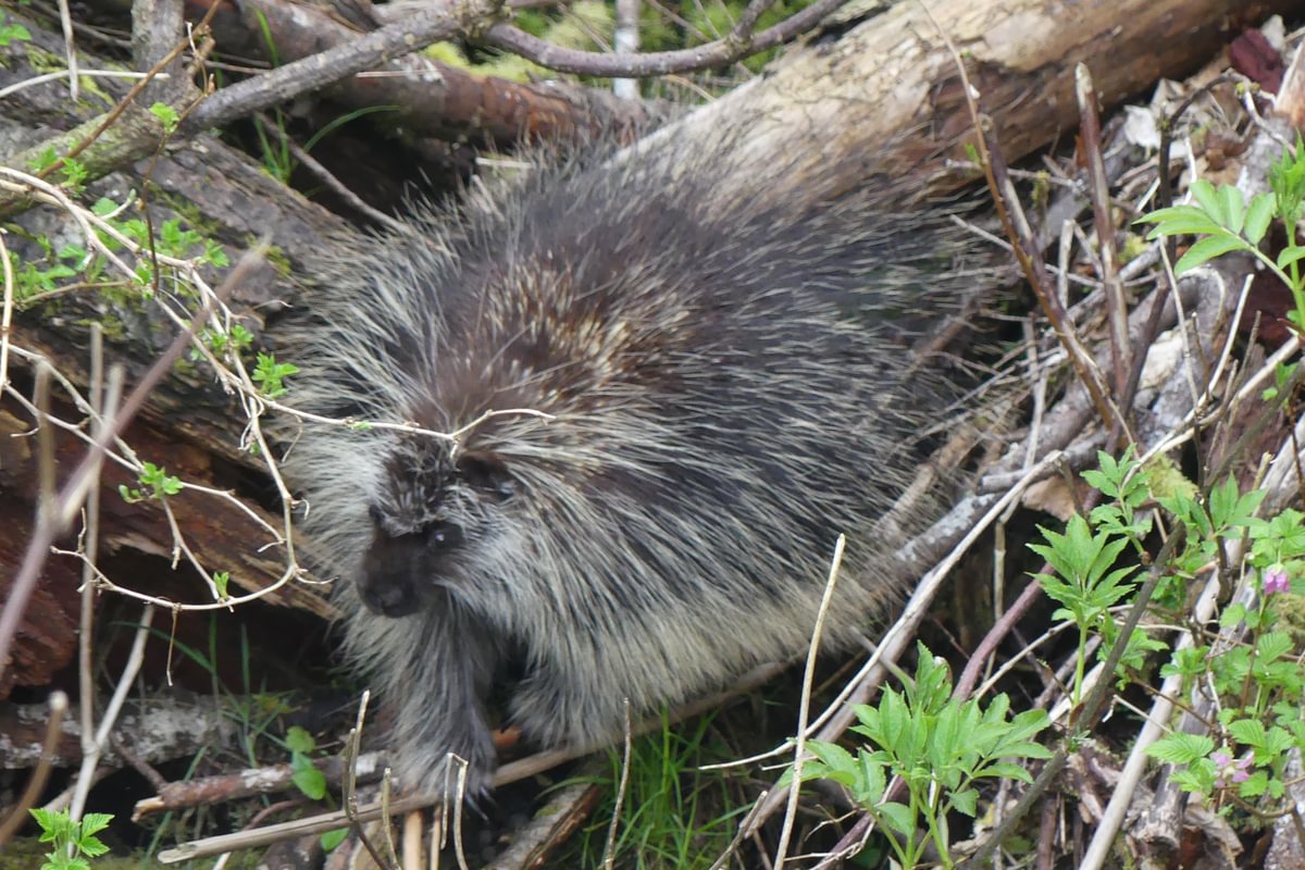 porcupine clear creek vernonia oregon columbia county