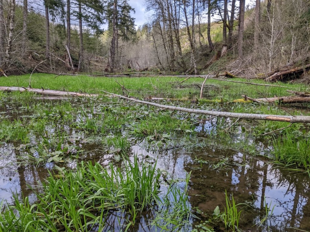 beaver pond clear creek vernonia oregon columbia county