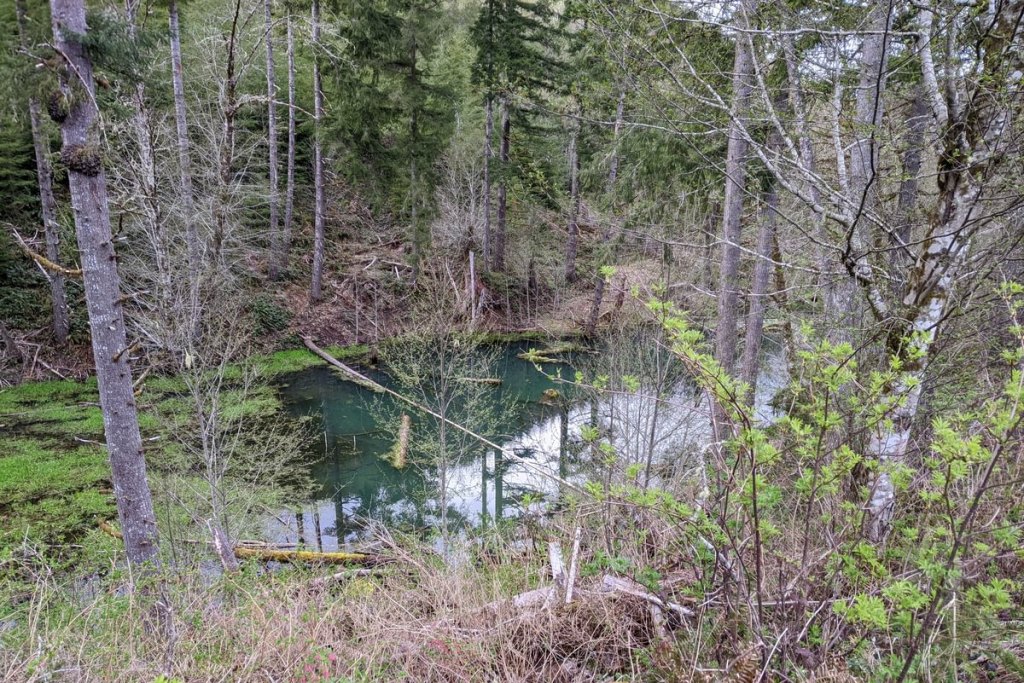 clear creek beaver pond vernonia oregon columbia county