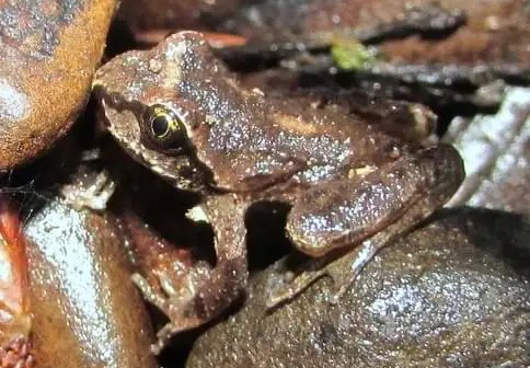 Coast Tailed Frog columbia county reptiles and amphibians