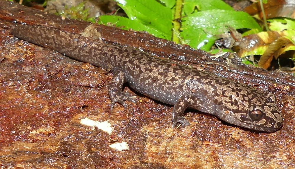 Coastal Giant Salamander columbia county reptiles and amphibians