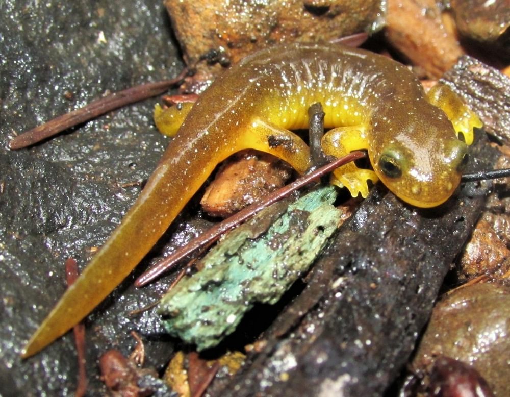 Columbia Torrent Salamander columbia county reptiles and amphibians