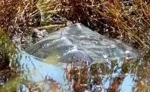 common snapping turtle columbia county reptiles and amphibians