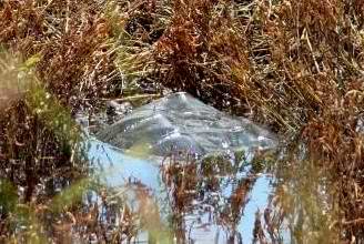 common snapping turtle columbia county reptiles and amphibians