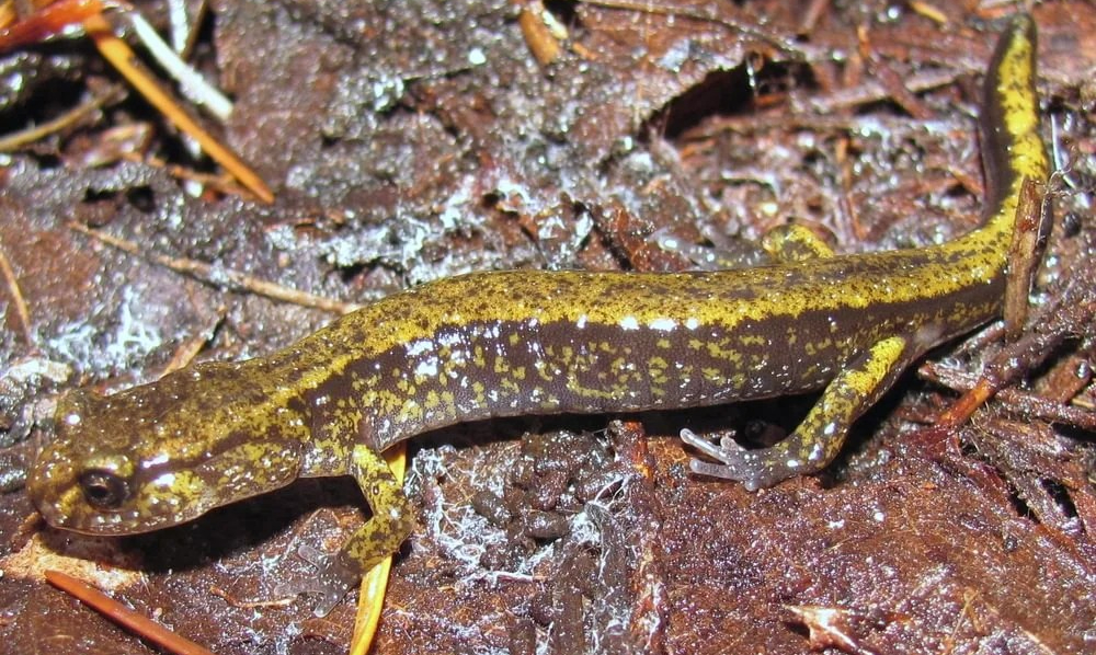 Dunn's Salamander columbia county reptiles and amphibians