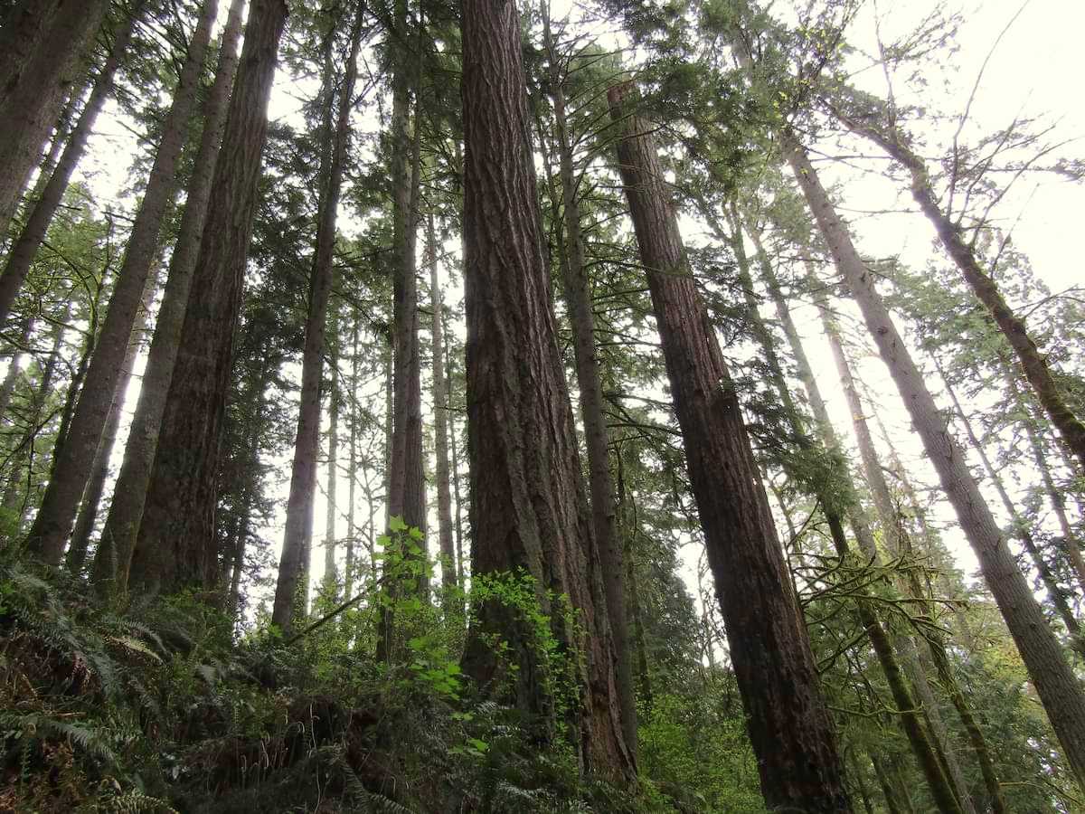 Ancient Forest Preserve Burlington Creek Park portland oregon metro