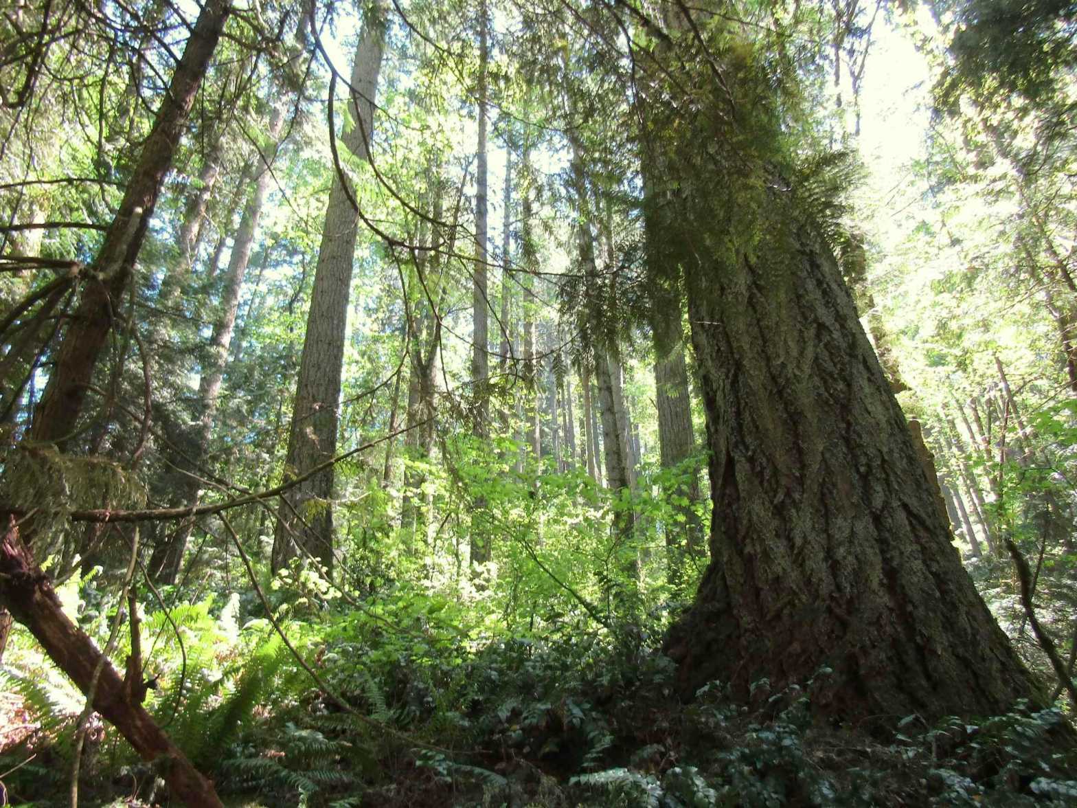 old growth trees Ancient Forest Preserve Burlington Creek Park portland oregon metro