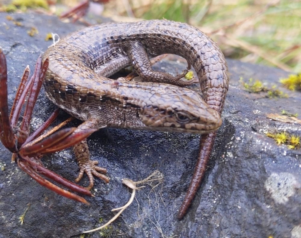 Northern Alligator Lizard columbia county reptiles and amphibians