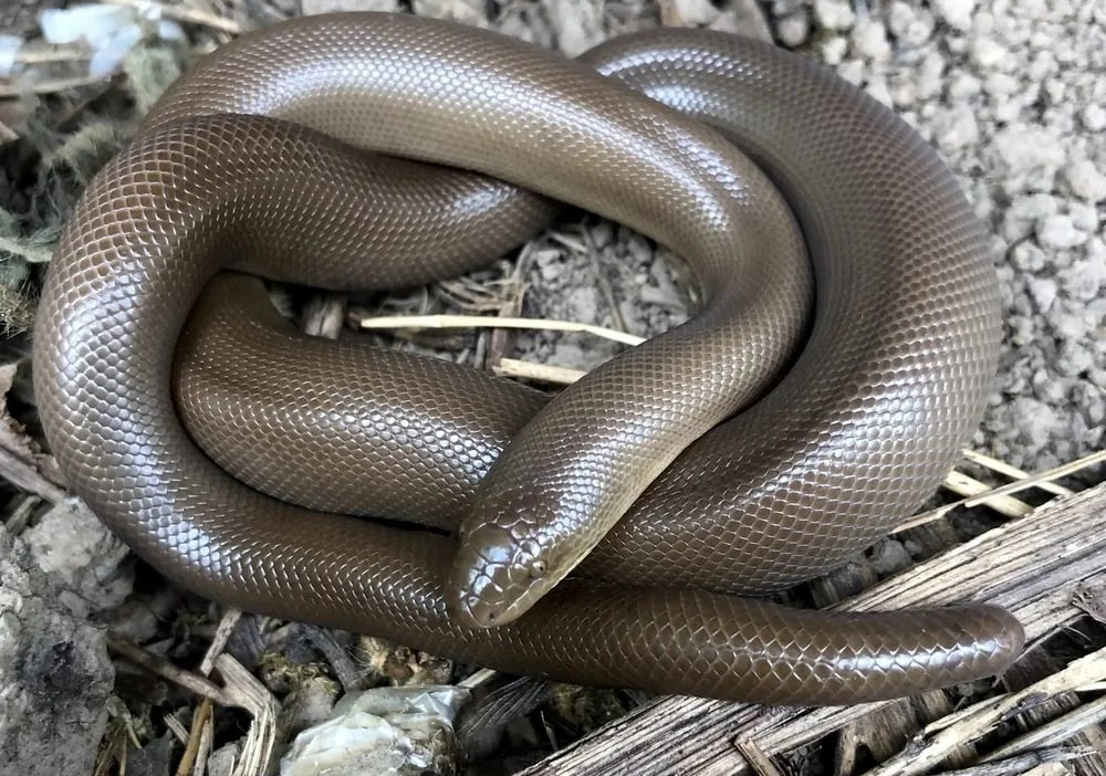northern rubber boa columbia county reptiles and amphibians