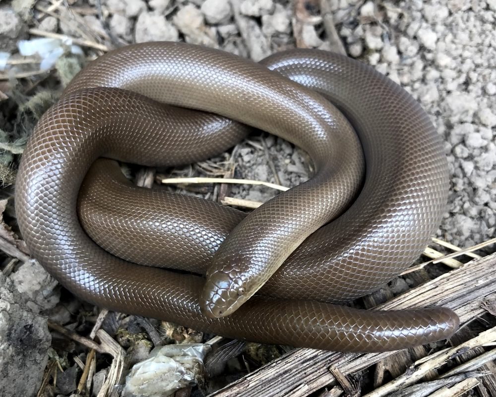 northern rubber boa columbia county reptiles and amphibians