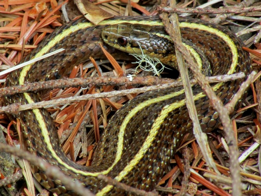 Northwestern Garter Snake columbia county reptiles and amphibians