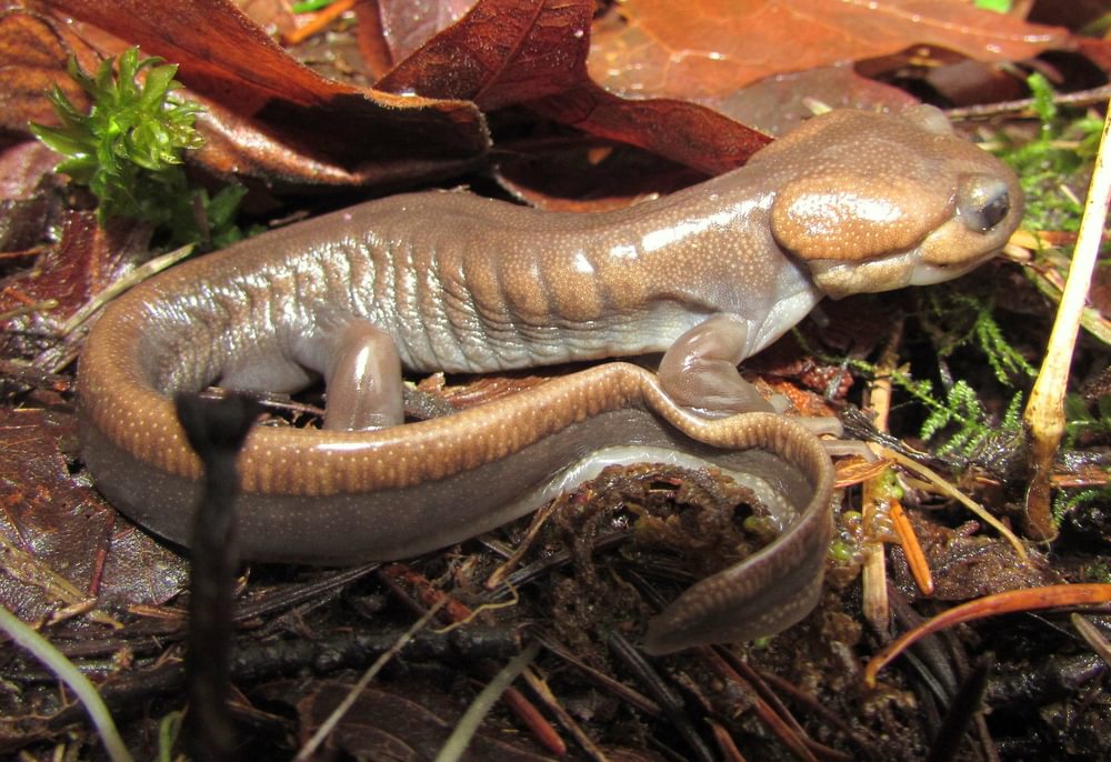 Northwestern Salamander columbia county reptiles and amphibians st. helens scappoose vernonia rainier clatskanie