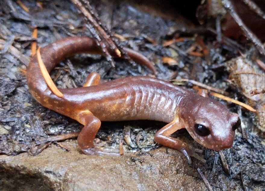 Oregon Ensatina columbia county reptiles and amphibians