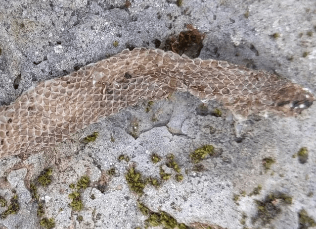 Pacific Gopher Snake shed skincolumbia county reptiles and amphibians