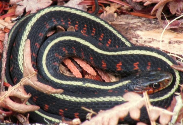 Red-spotted Garter Snake columbia county reptiles and amphibians