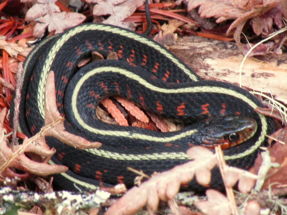 Red-spotted Garter Snake columbia county reptiles and amphibians
