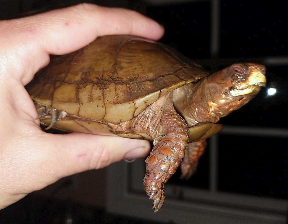 three-toed box turtle columbia county reptiles and amphibians