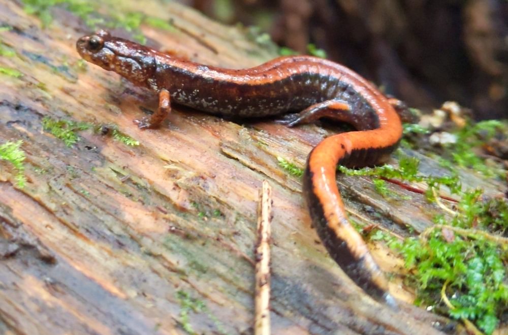 Western Red-backed Salamander columbia county reptiles and amphibians