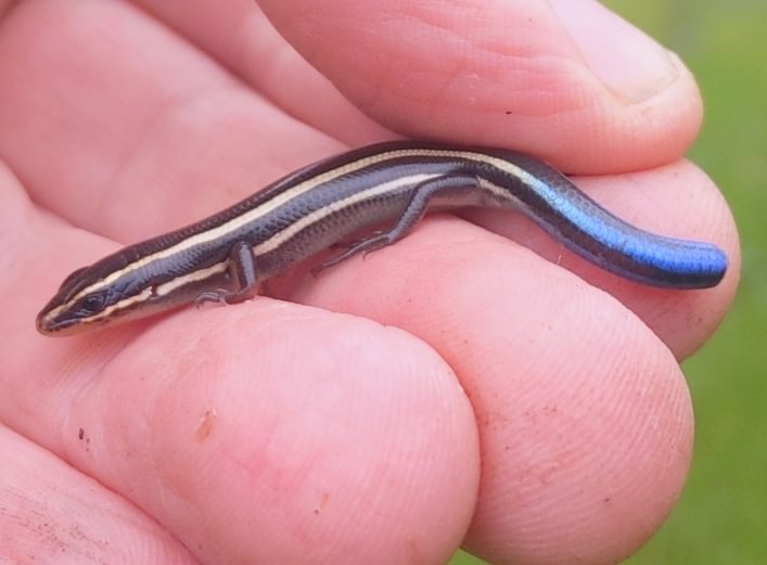 Western Skink columbia county reptiles and amphibians