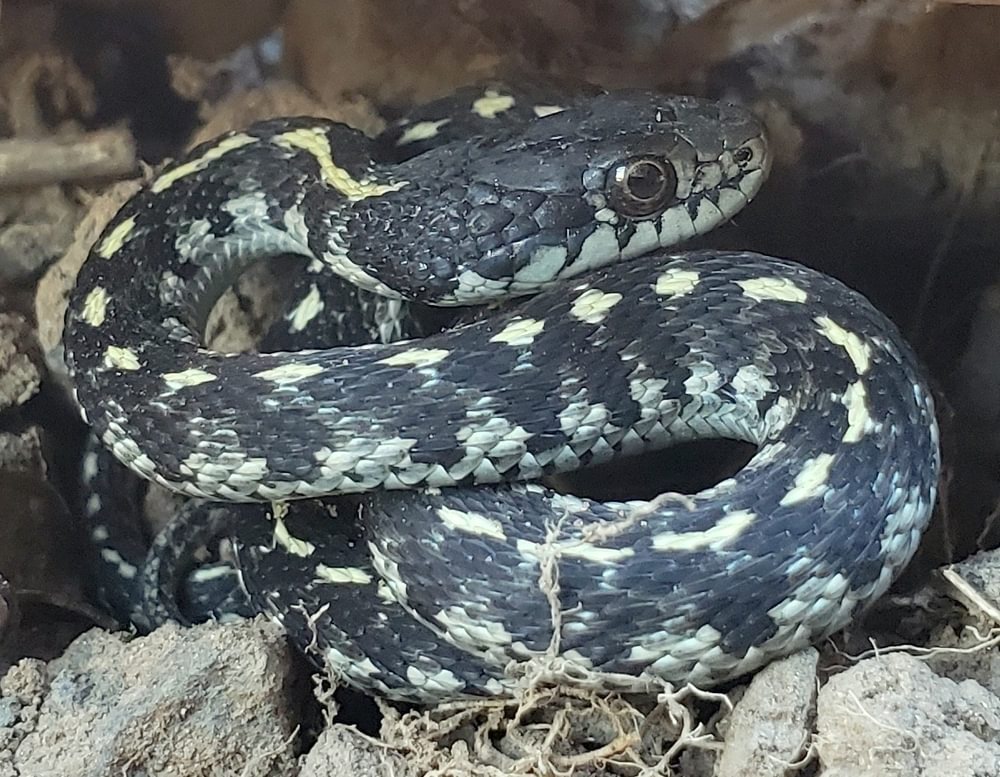 Western Terrestrial Garter Snake columbia county reptiles and amphibians