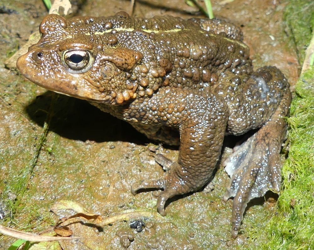 Western Toad columbia county reptiles and amphibians
