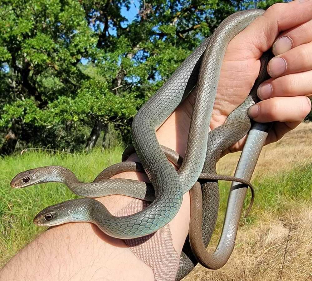 Western Yellow-bellied Racer columbia county reptiles and amphibians