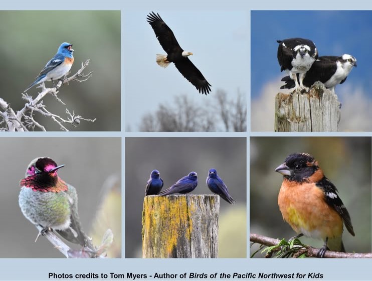 birds from Tom Meyers