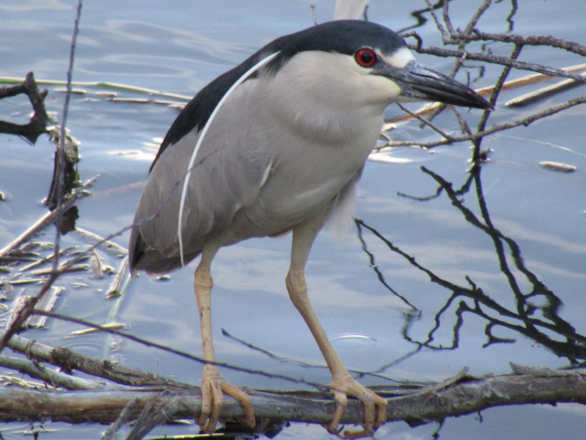 Scappoose Bay Watershed Council hosting weekly events leading up to October 11th Native Plant&nbsp;Sale