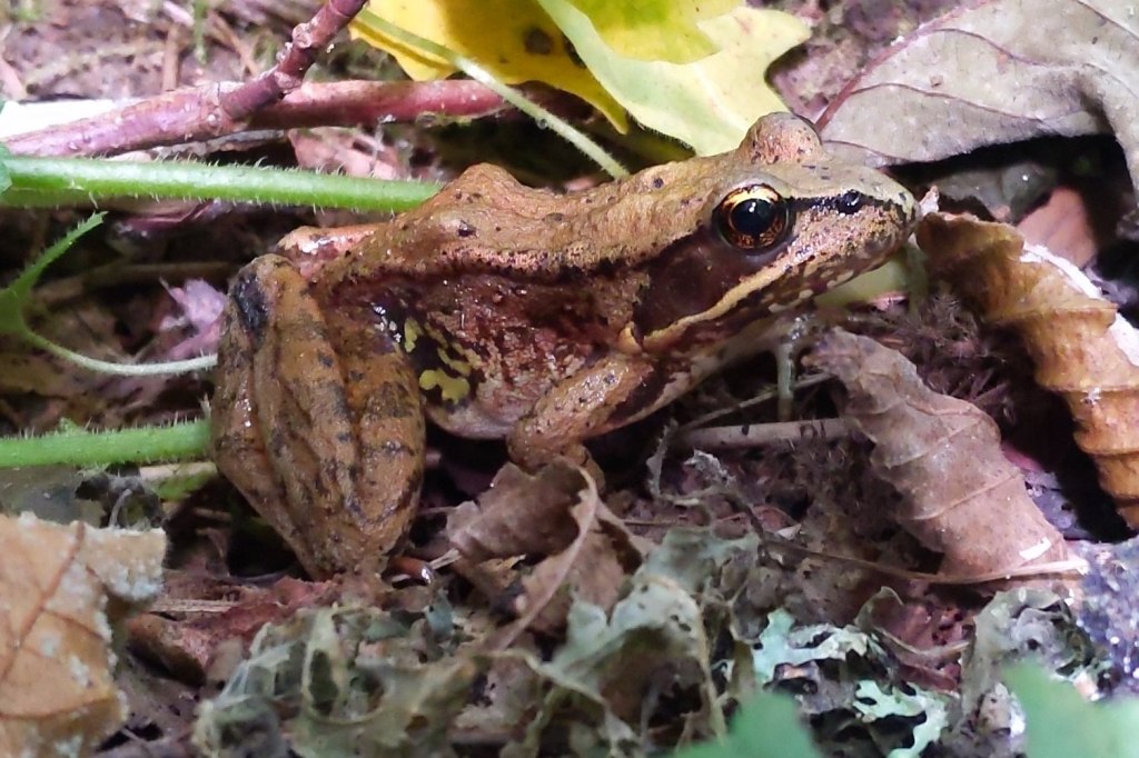 Northern Red-legged Frog columbia county oregon St. helens scappoose rainier vernonia clatskanie