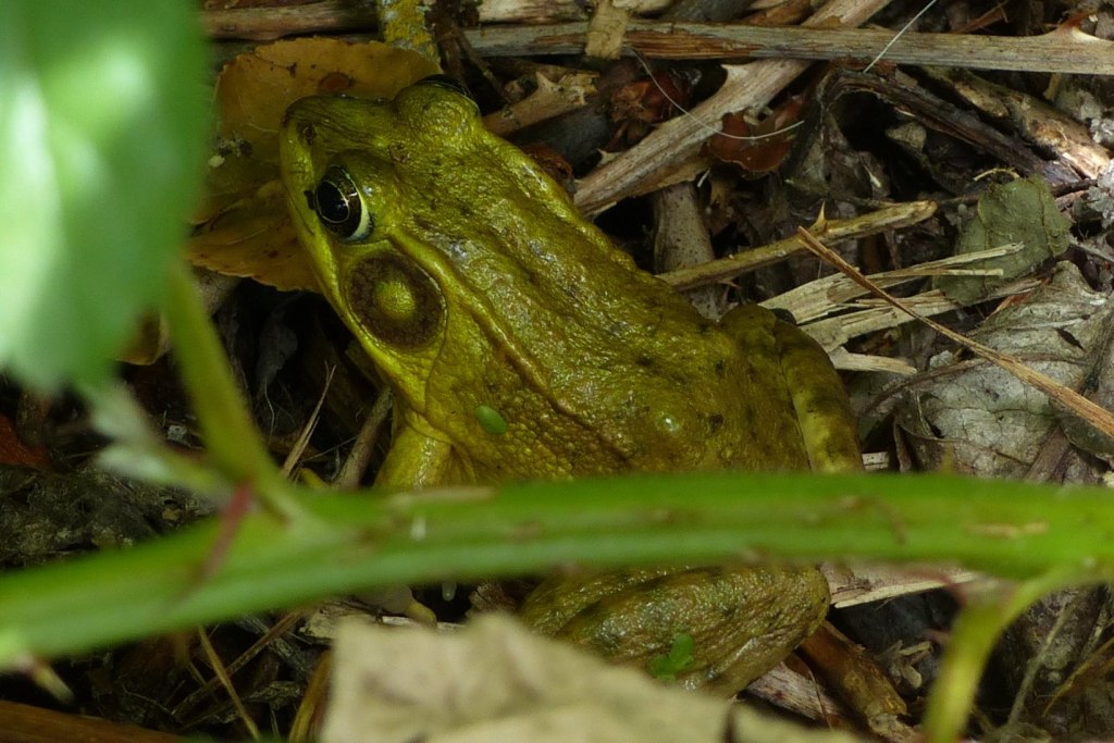 Green Frog columbia county oregon introduced