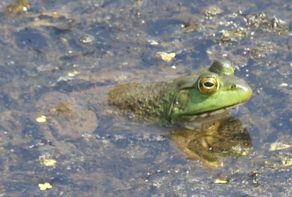 American Bullfrog columbia county oregon introduced