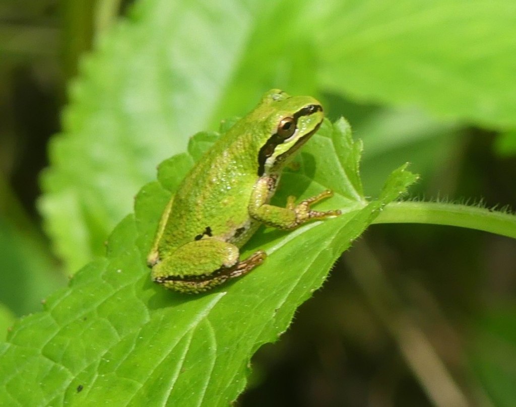 Pacific Chorus Frog treefrog columbia county oregon columbia county oregon St. helens scappoose rainier vernonia clatskanie