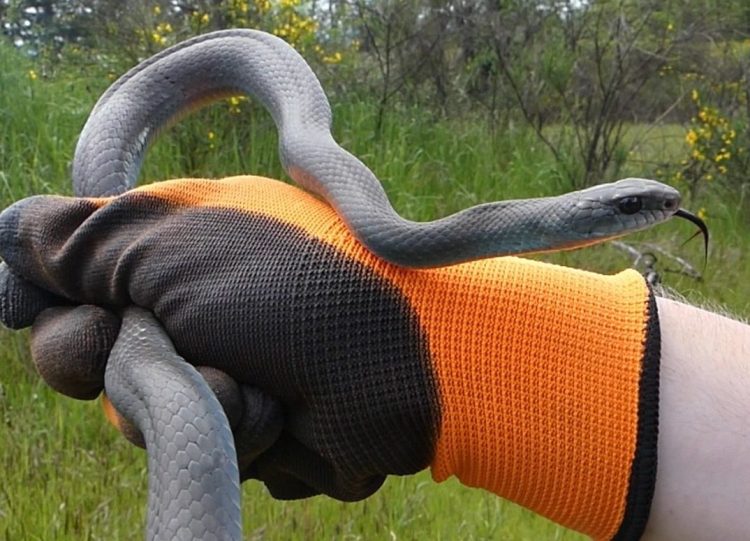 Western Yellow-bellied Racer columbia county oregon