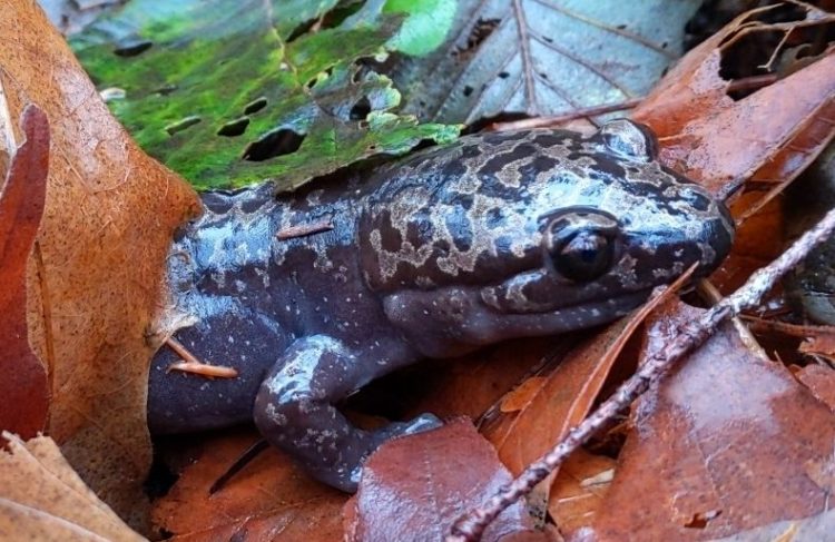 Coastal Giant Salamander columbia county oregon scappoose st. helens vernonia clatskanie rainier
