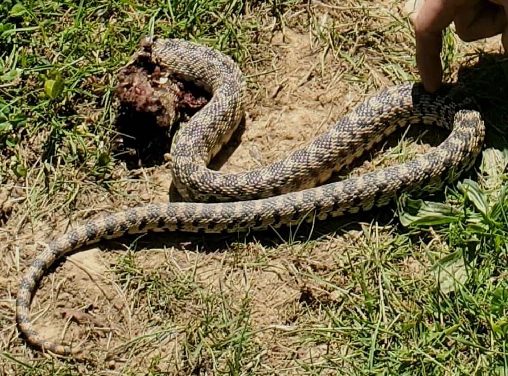 Gopher Snake columbia county oregon deer island columbia city st. helens scappoose