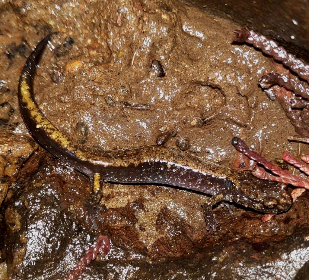Dunn's Salamander rainier scappoose st. helens clatskanie vernonia