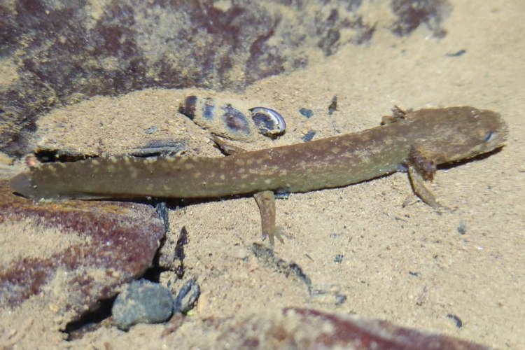 Cope's Giant Salamander lava creek falls