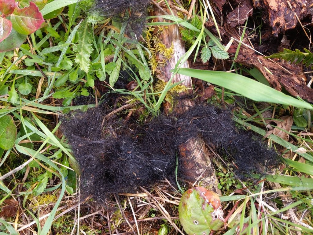 Black Bear fur Carcus Creek