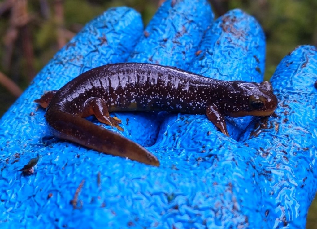 Columbia Torrent Salamander Carcus Creek Falls