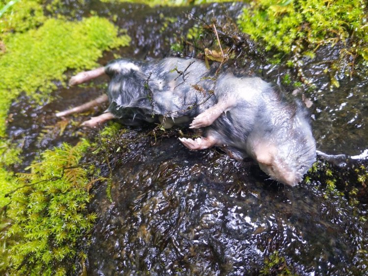 White-footed Vole west fork carcus creek