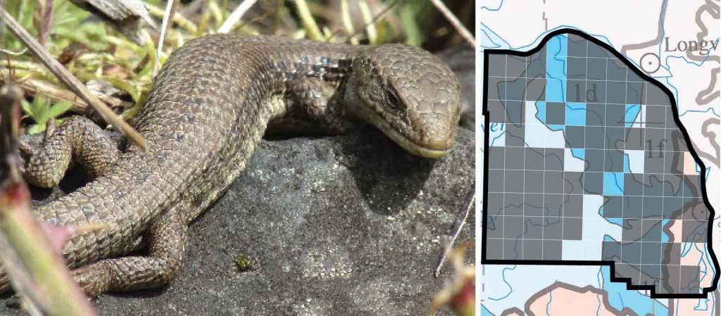 Alligator Lizard distribution columbia county oregon