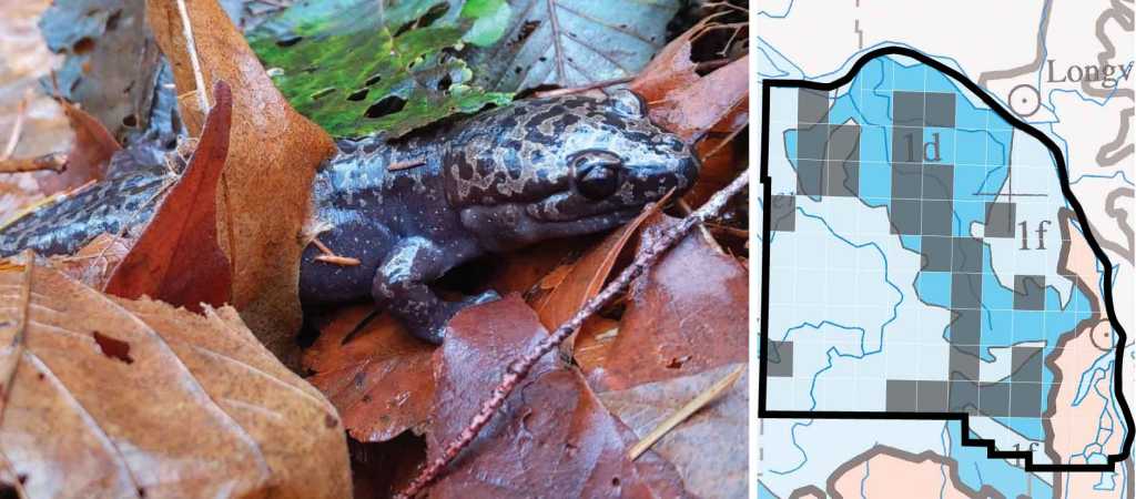 Coastal Giant Salamander distribution columbia county oregon