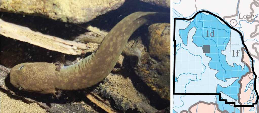 Cope's Giant Salamander distribution columbia county oregon
